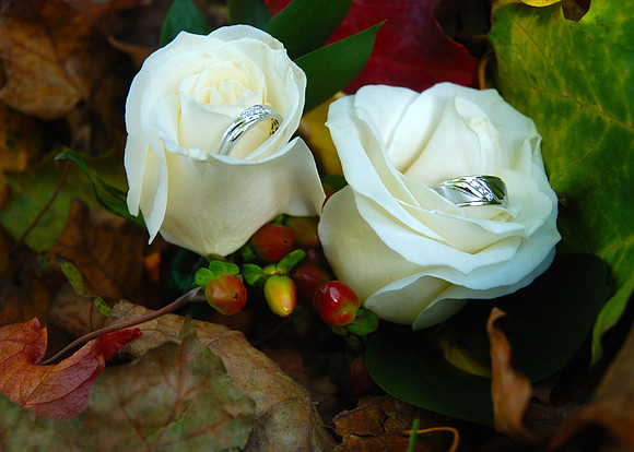 Roses and Bands
